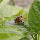 Couple Curcubit beetle