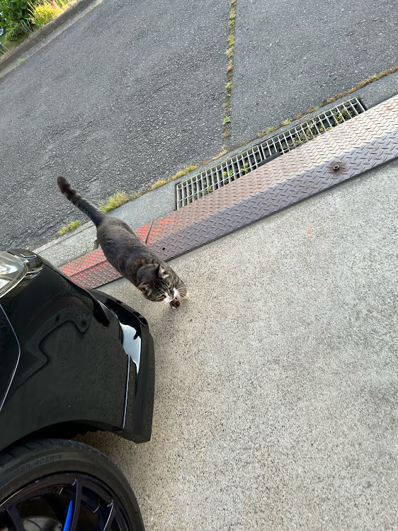 レガシィツーリングワゴンの猫ちゃん・キーパーコーティング・レガシィツーリングワゴン・わんこに関するカスタム事例の投稿画像1枚目