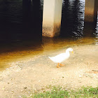 Domestic Duck: White Peking (mallard family)