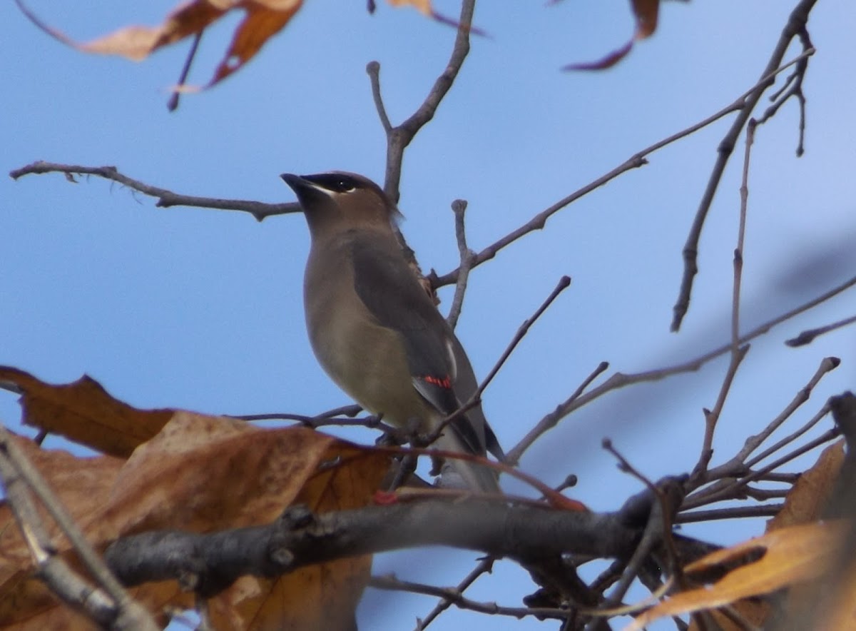 Cedar Waxwing