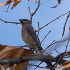 Cedar Waxwing