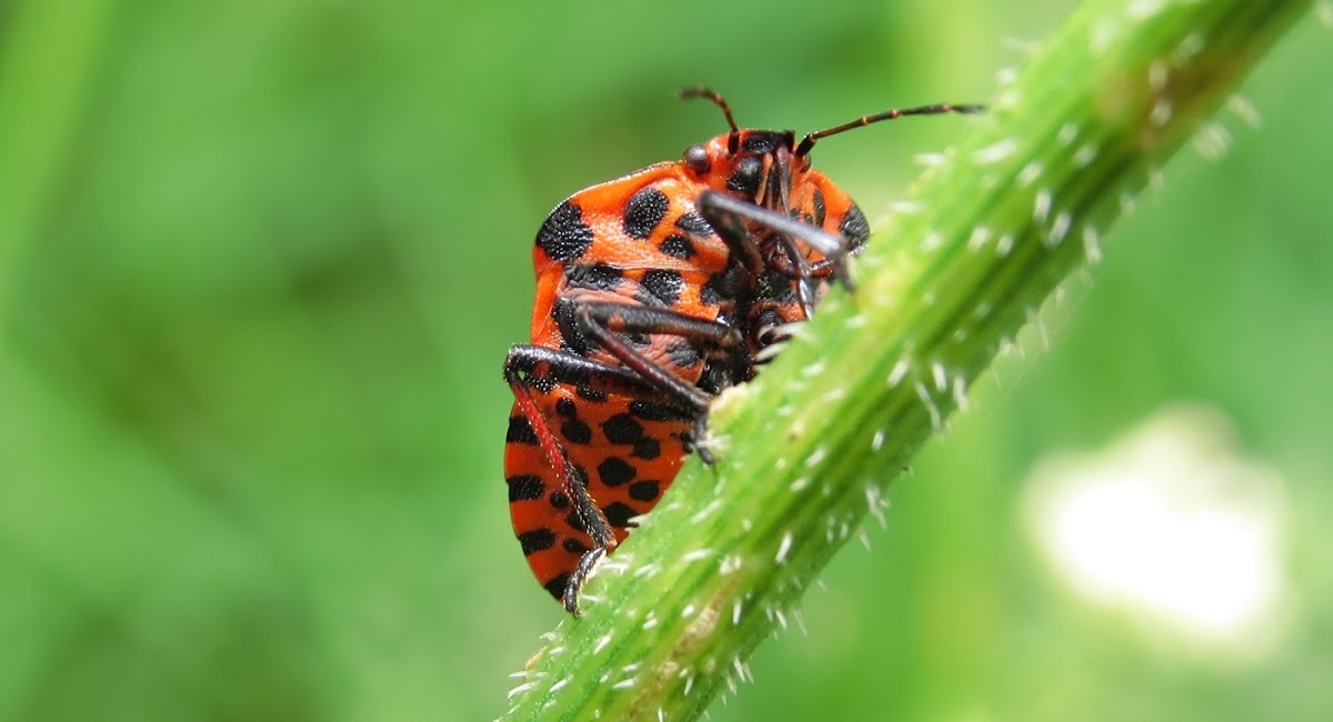 Stripped Shield Bug