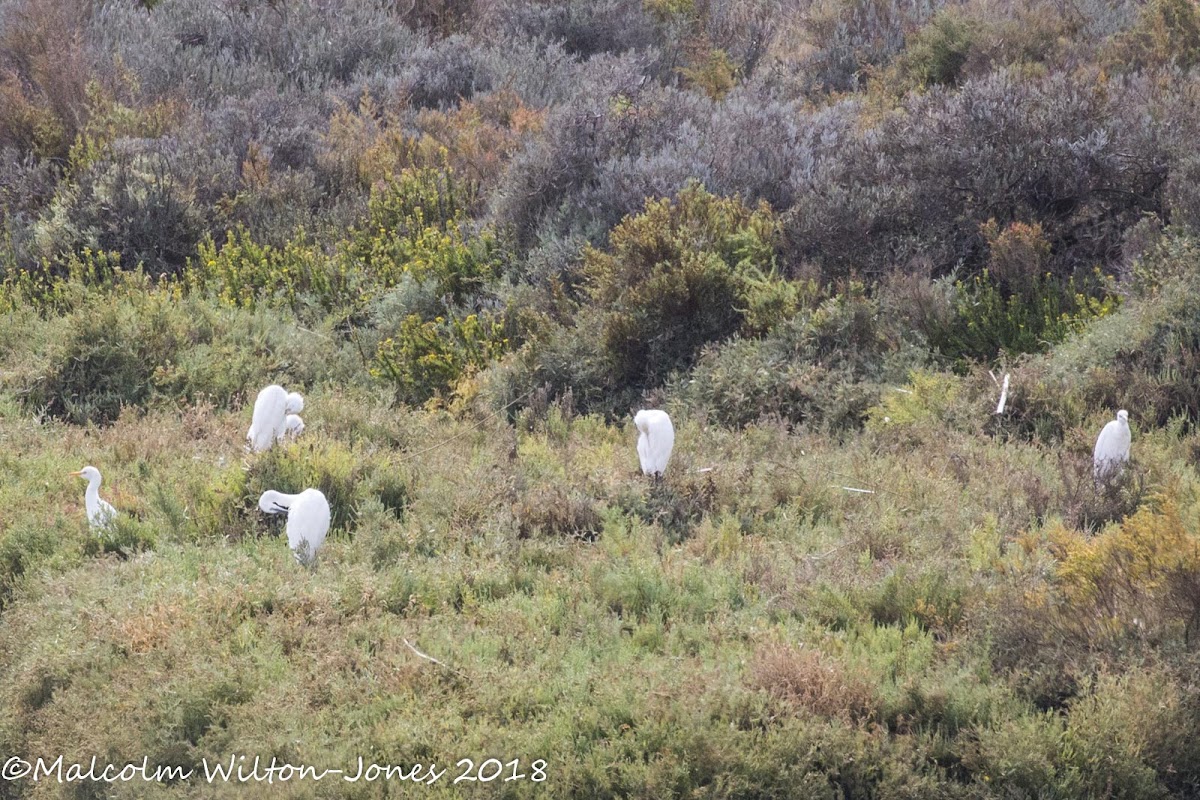 Little Egret