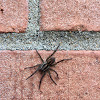 Field Wolf Spider