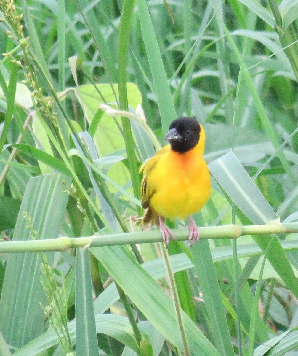 Black-headed Weaver