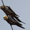 Cockatiel (female and male)