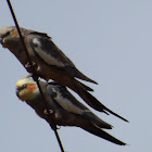 Cockatiel (female and male)