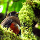 Collared Trogon