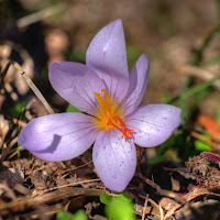 Viola Crocus di 