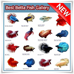 Cover Image of Скачать Best Betta Fish Gallery 2.1 APK