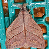 Lappet Moth