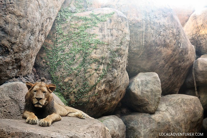 Bali Safari and Marine Park.