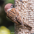 Tree Sparrow