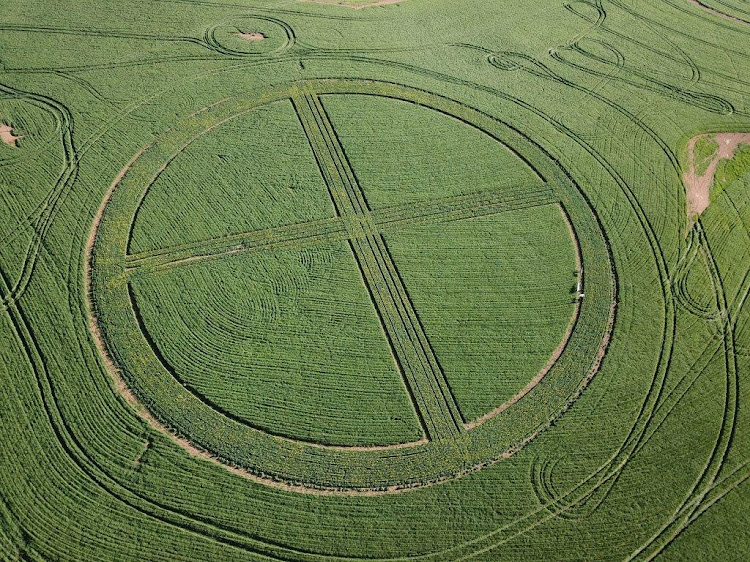 Crop circles 100m in diameter planted in wheatfields by the N2 in the Overberg to mark the centenary of agricultural studies at Stellenbosch University.