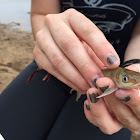 Channel catfish