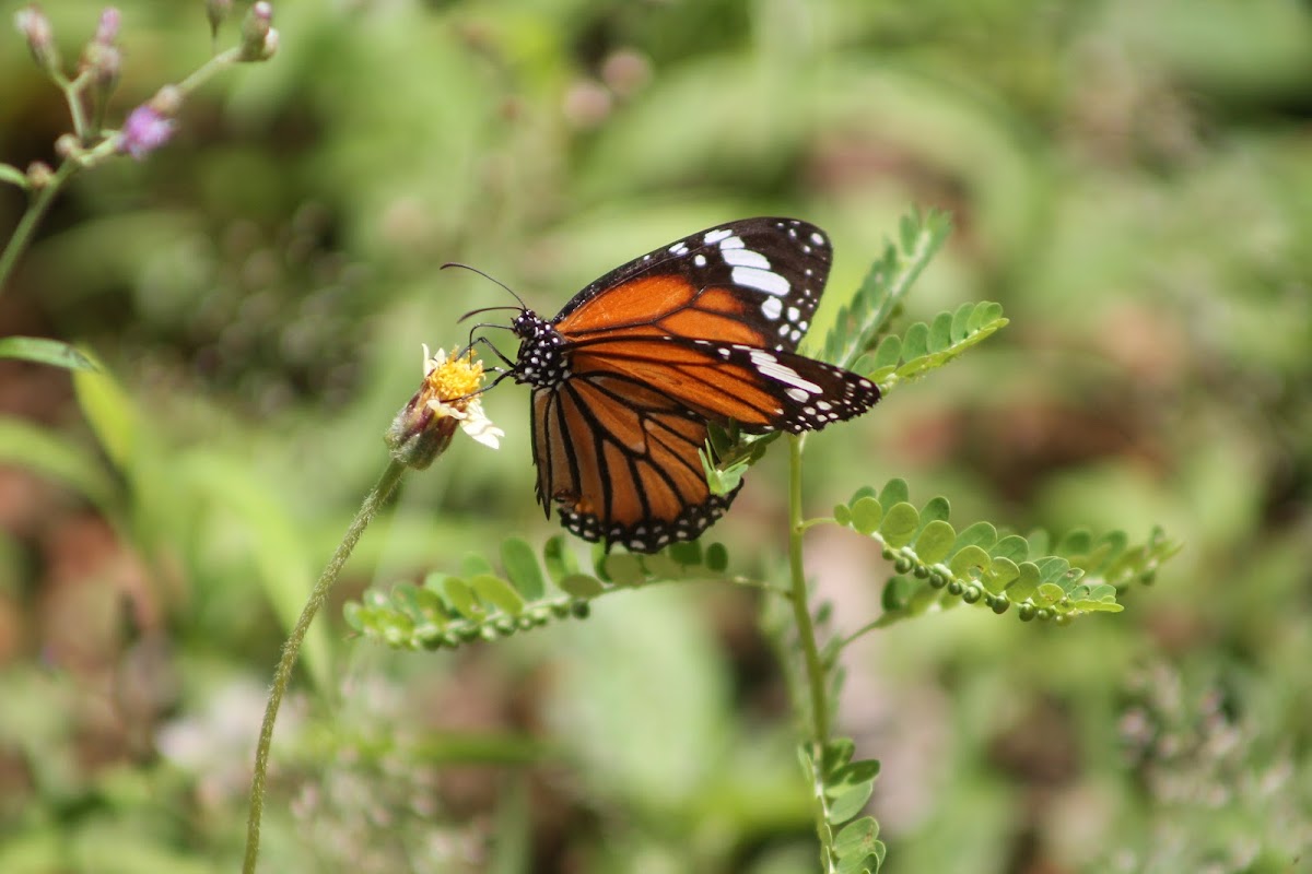 Common Tiger