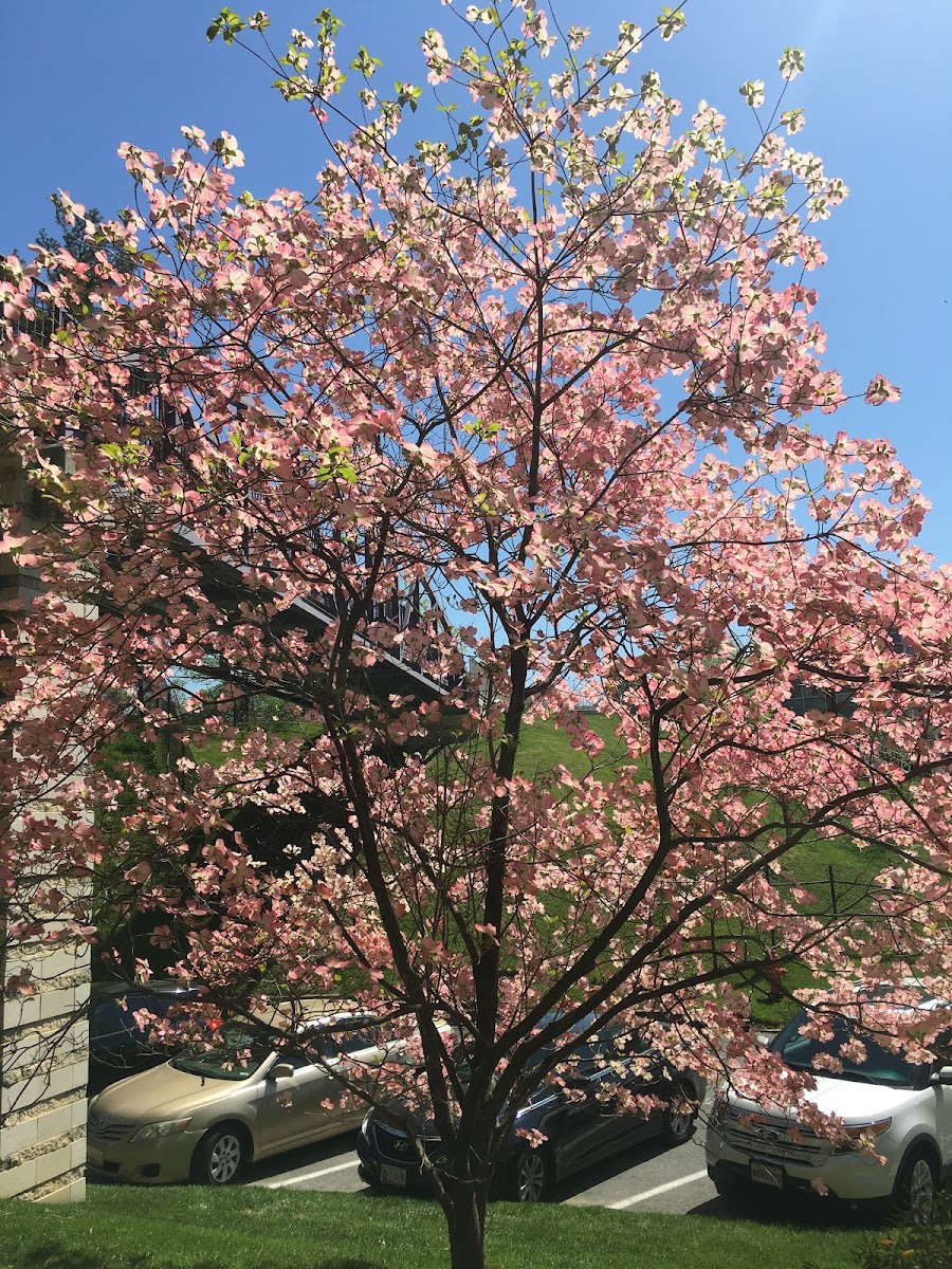 Flowering dogwood