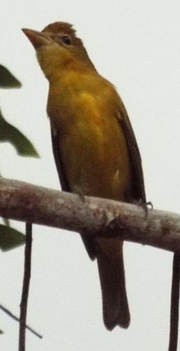 Summer Tanager