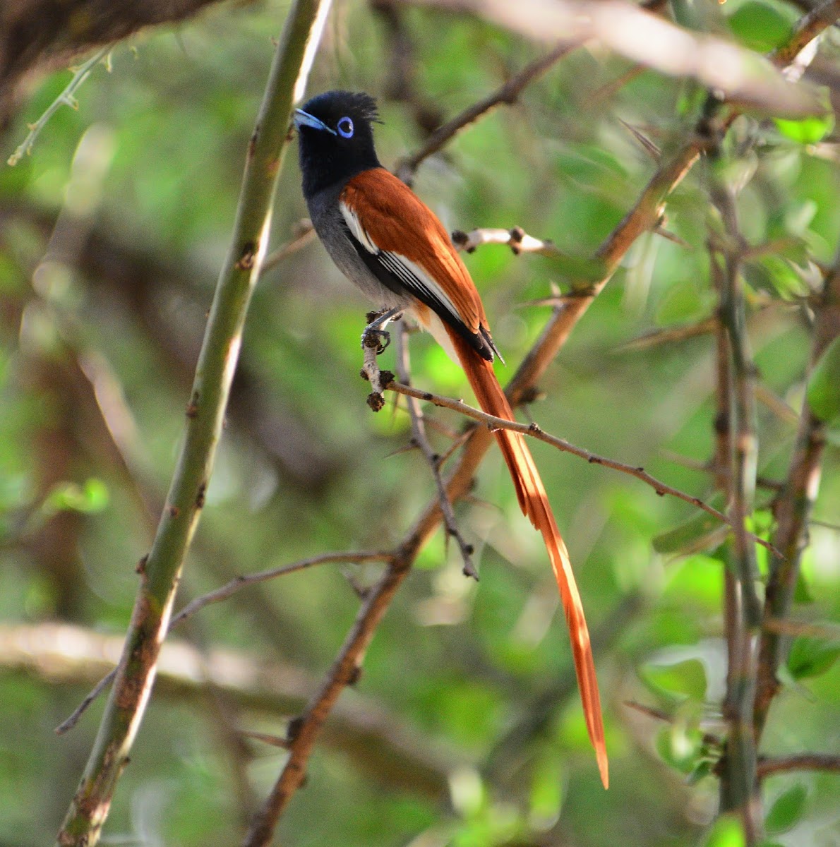 African Paradise-Flycatcher