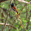 African Paradise-Flycatcher