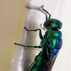 Small cuckoo wasp