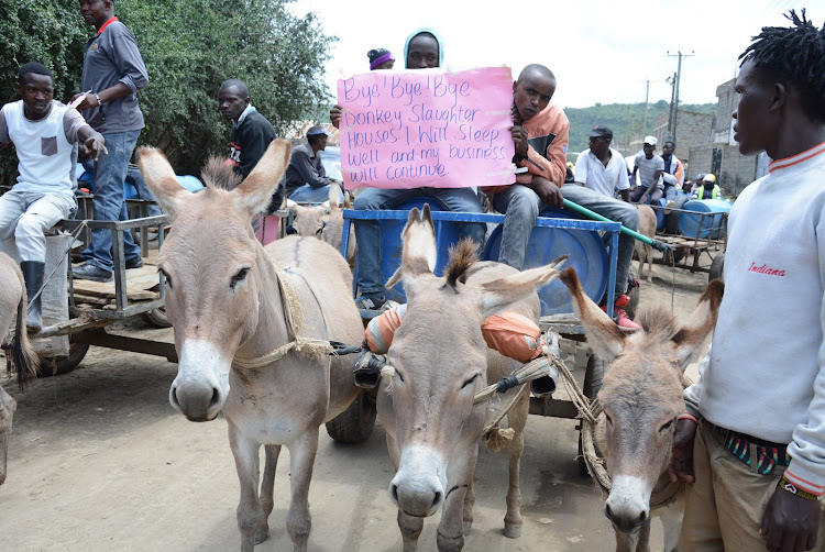 Water vendors in Naivasha hold a peaceful demonstration to support the government ban on slaughtering donkeys, on Wednesday, February 10. . Latest report indicates that the number of donkeys in the country will be depleted by 2022 if the ongoing trend to slaughter them is not stopped