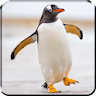 Penguin Live Wallpaper icon