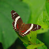 Mariposa (Banded peacock)