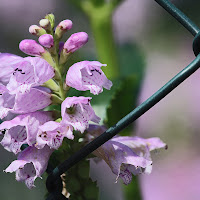 I tenui colori di maggio di 