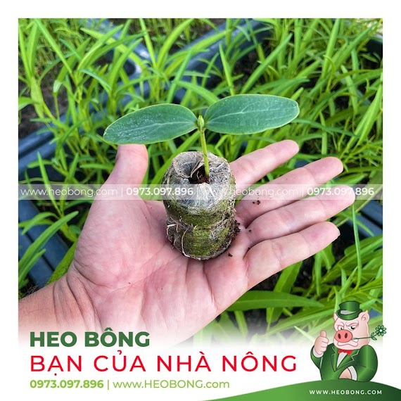 Viên Nén Xơ Dừa - Ươm Hạt Tiện Lợi (Hàng Loại 1)