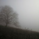 Oregon White Oak Tree