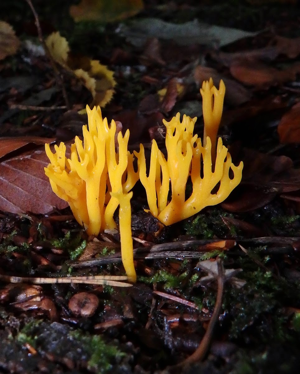 Yellow Staghorn