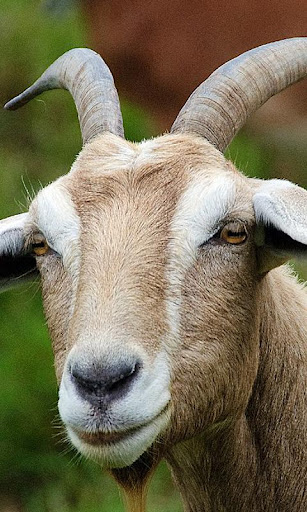 Goat Wallpaper