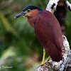 Rufuos Night-Heron