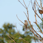 Ashy Drongo 灰卷尾