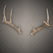  Deer Antlers  