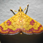 Crambid Snout Moths