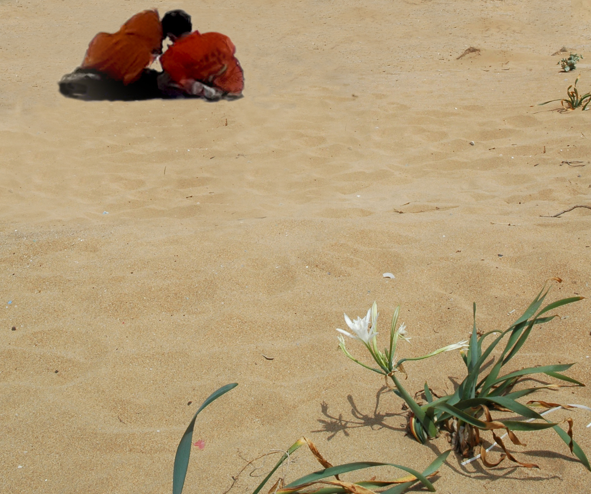 I Fiori nel deserto (Max Pezzali) di benny48