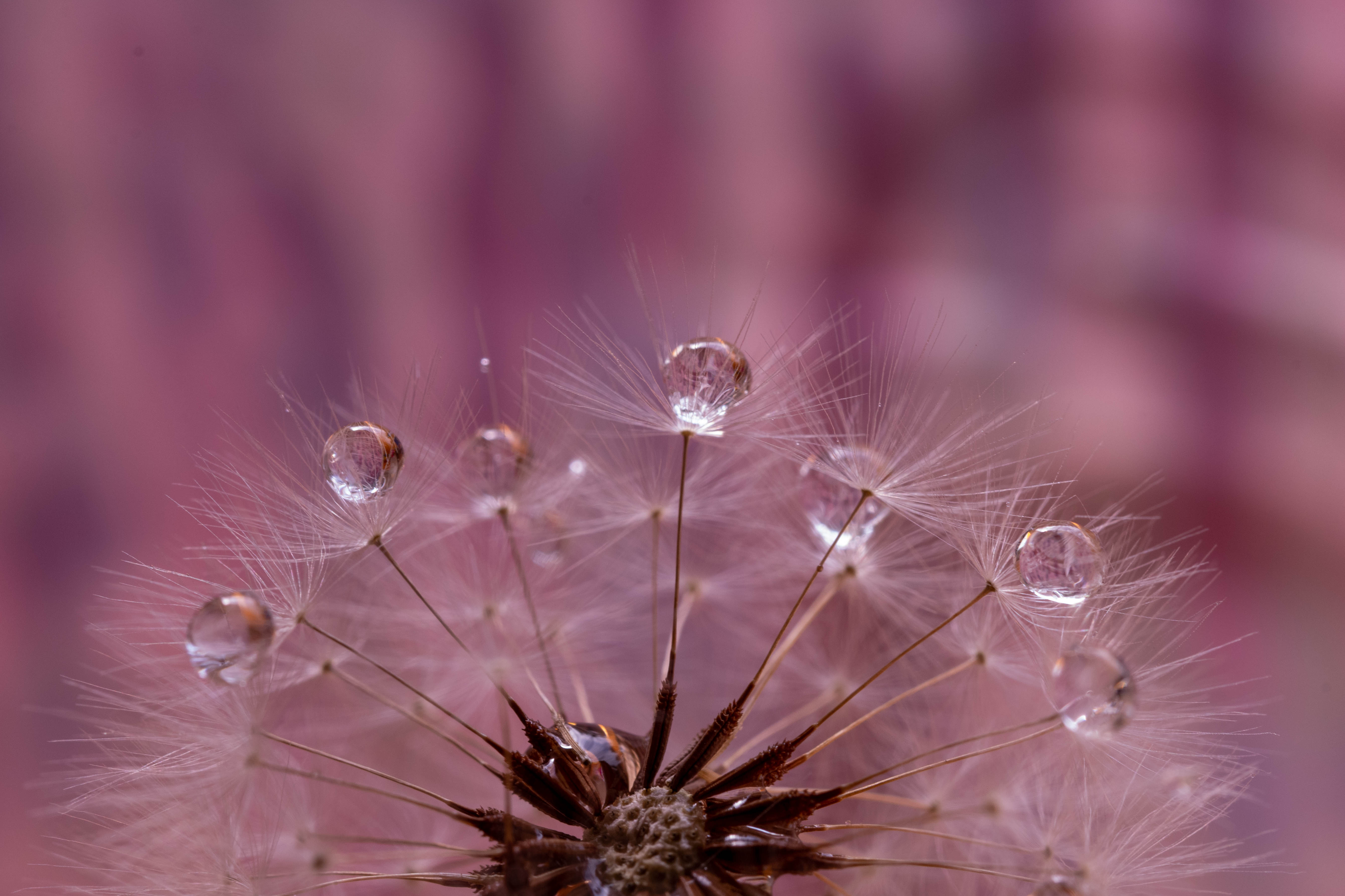 Dandelion  di adimar