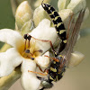 Flower Wasp