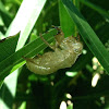 Cicada exuviae