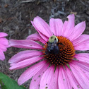 Carpenter bee