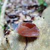 Jelly ear fungus