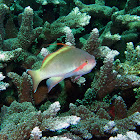 Threadfin anthias