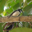 Philippine pied fantail