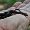 Northern Redbelly Snake