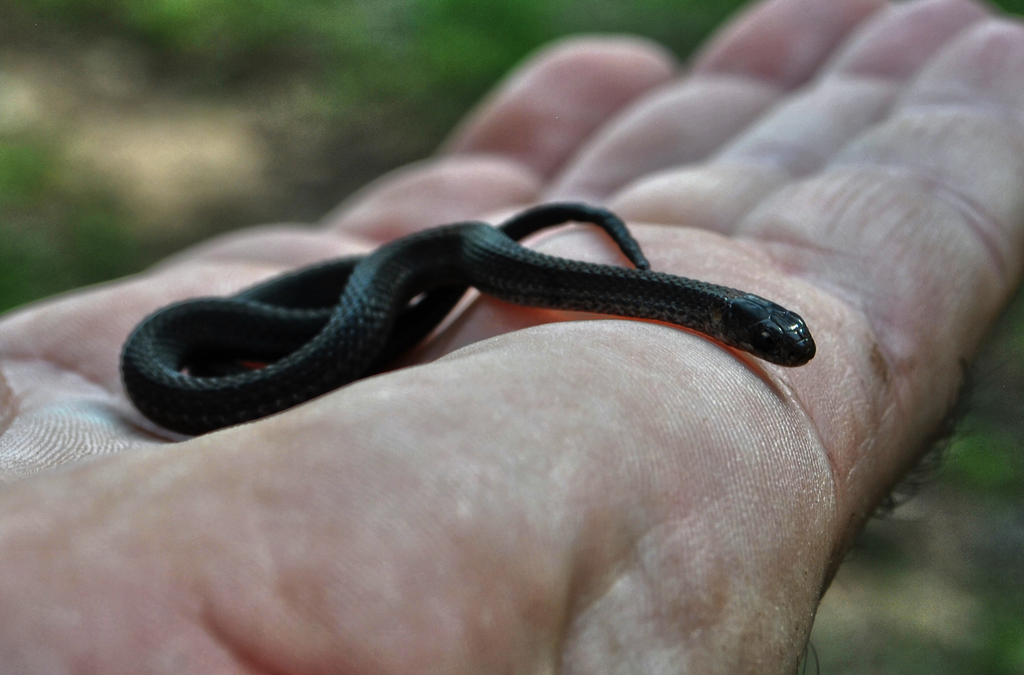 Northern Redbelly Snake