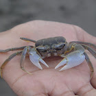 Sea Crab