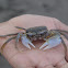 Sea Crab