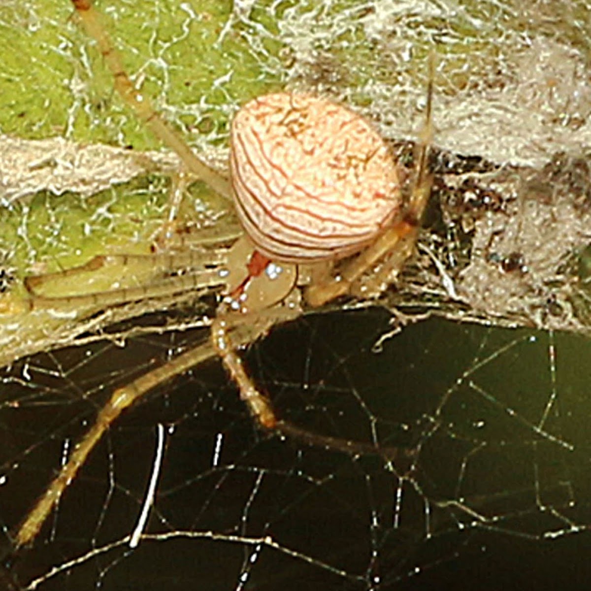 Comb-footed Spider